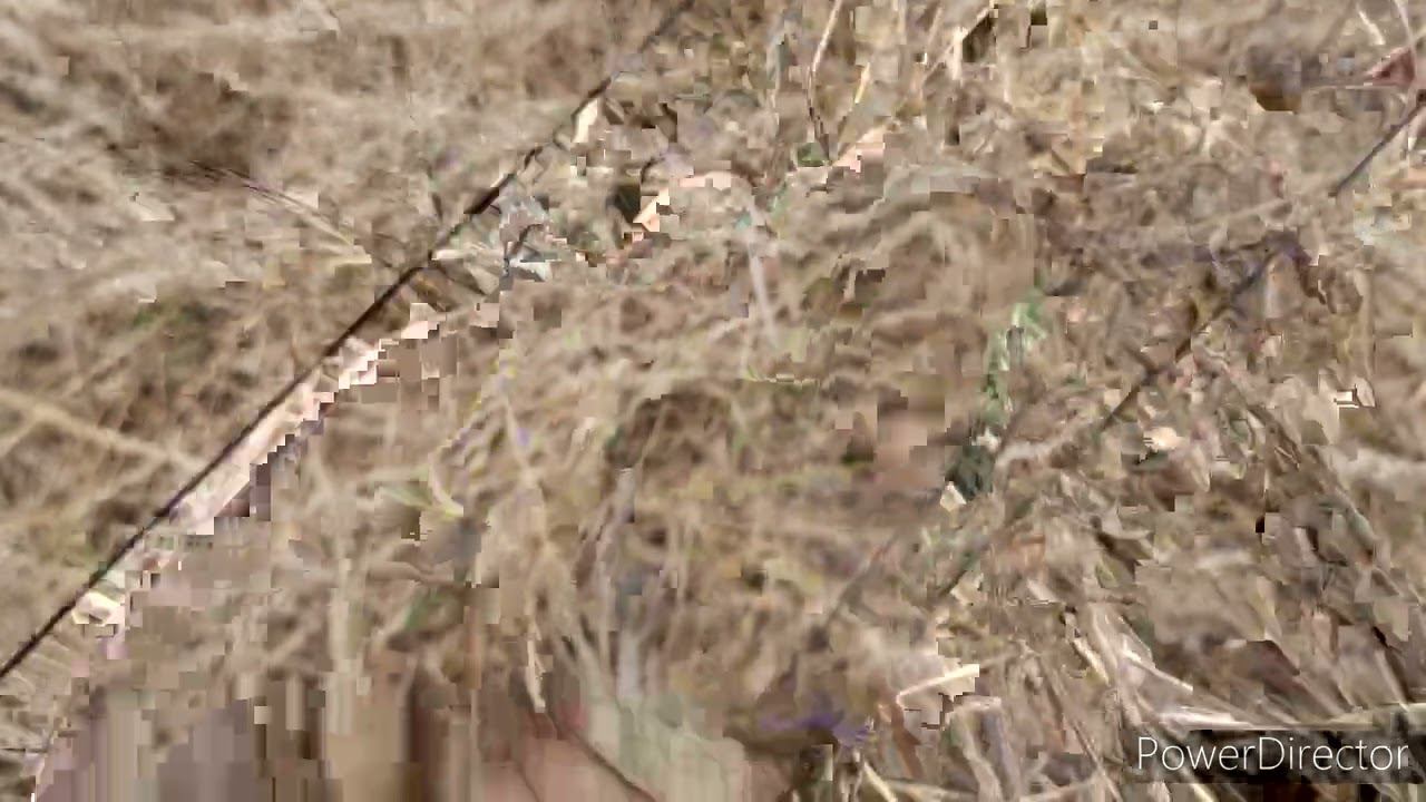 Ловля щеглов и реполовов. 11.04.2021 год. смотреть онлайн