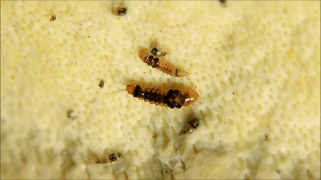 личинки стафилина ? смотреть онлайн