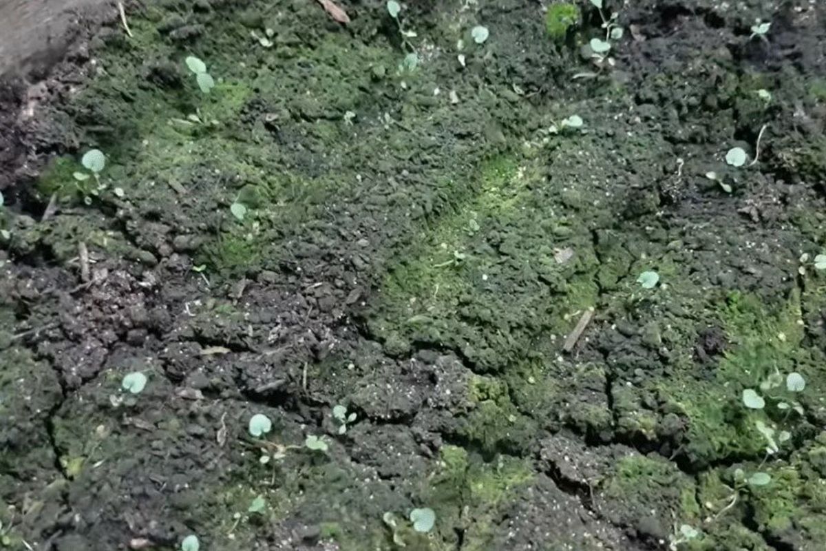 Что делать, если земля в теплице позеленела: причины появления зелени в парнике, как избавиться смотреть онлайн