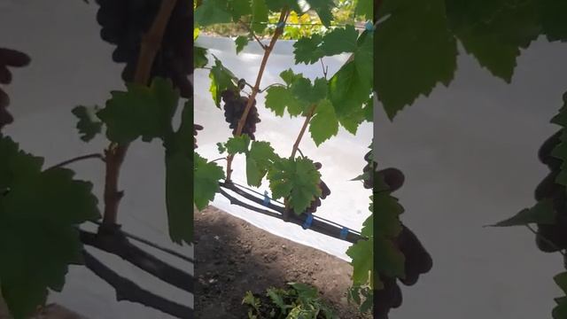 Виноград Изюминка 2020 смотреть онлайн