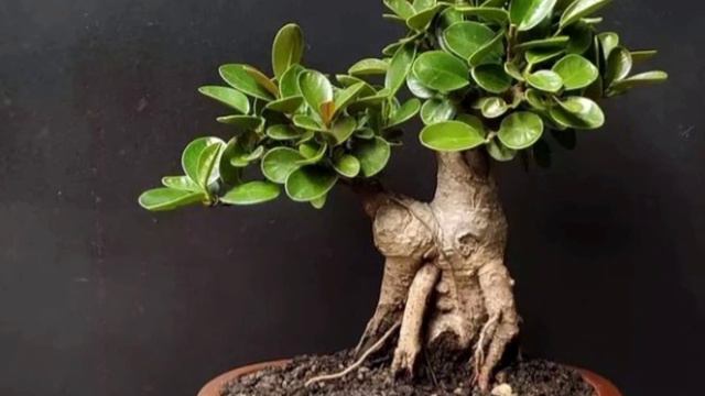 20 INSPIRASI BONSAI DOLAR MIKRO | karya resya27 смотреть онлайн