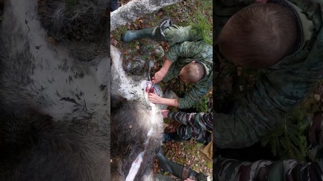 Как правильно разделать лося. смотреть онлайн