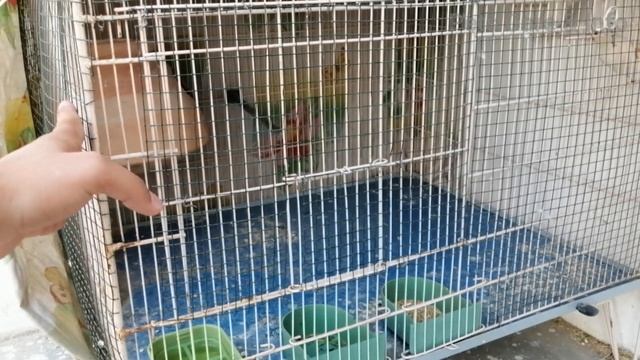 Java sparrow ki pehli breeding progress смотреть онлайн