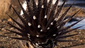 10 самых необычных земноводных животных