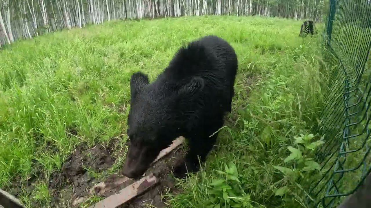 Молодые медведи устали гулять. смотреть онлайн