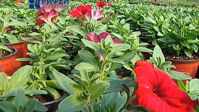 Рубрика Зелёный участок Выбираем сурфинии смотреть онлайн