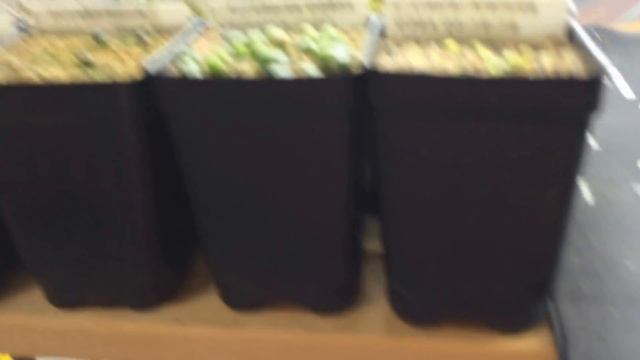 Planted More Seeds , Couldn't Wait For Cooler Weather смотреть онлайн