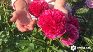 Mary Jo Legare peony. Мари Джо Легар пион. Пулков сад (2022 г)