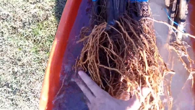 ПРОДАЖА САЖЕНЦЕВ ВИНОГРАДА 2018 смотреть онлайн