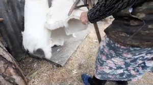 выделка шкуры оленя традицинным способом