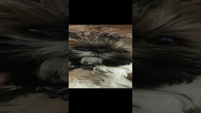 Ши-тцу.mp4
