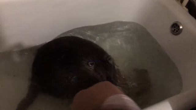 Домашняя нутрия купается в ванной! смотреть онлайн