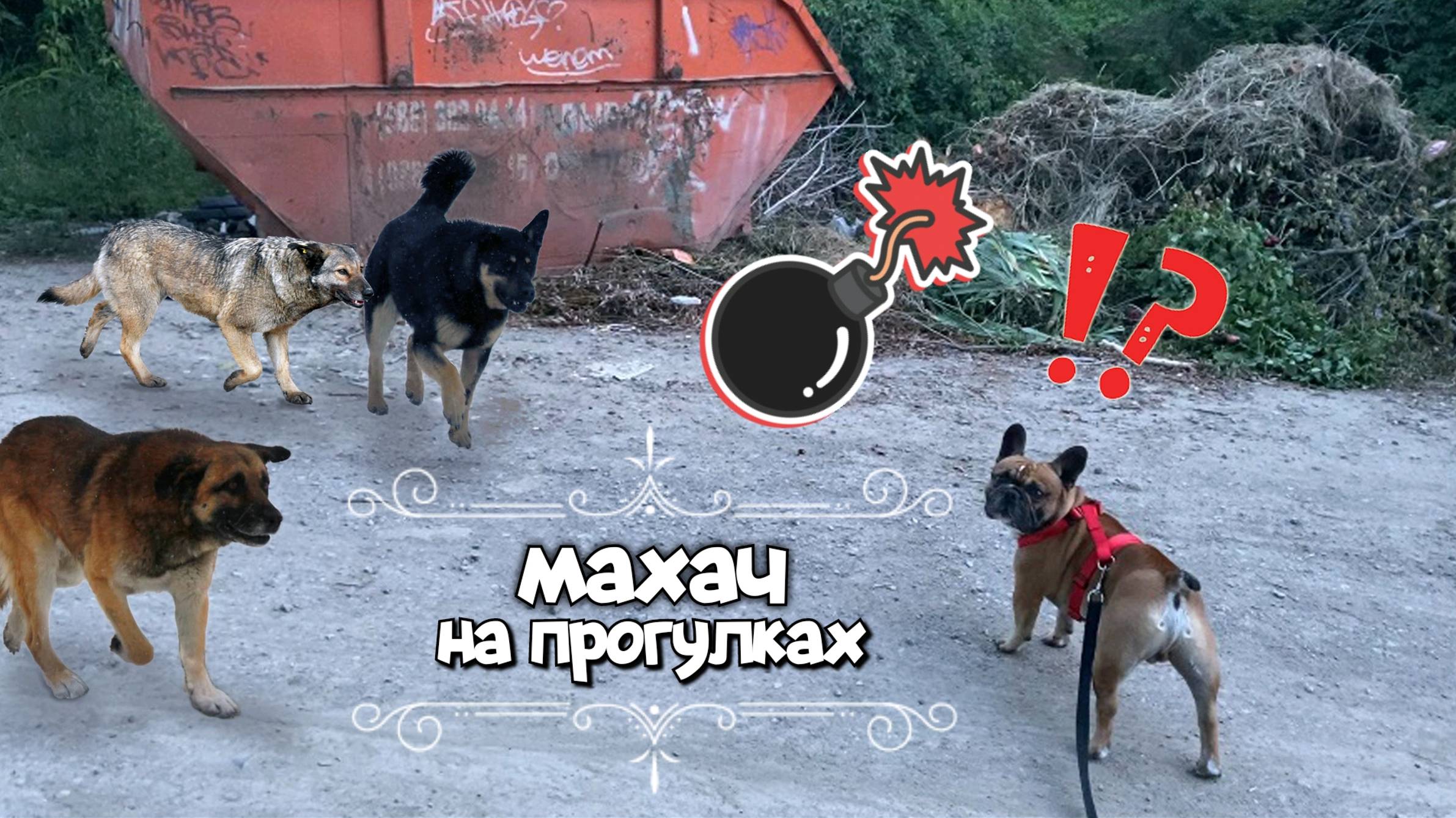 Самозащита на прогулках с собакой смотреть онлайн