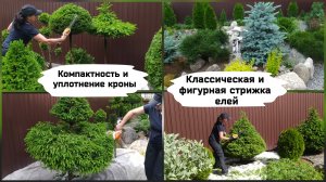 Классическая и фигурная стрижка елей