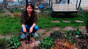 КЛУМБА С ХВОЙНЫМИ И РОЗОЙ? КАК СДЕЛАТЬ КЛУМБУ КРАСИВОЙ в любое время года