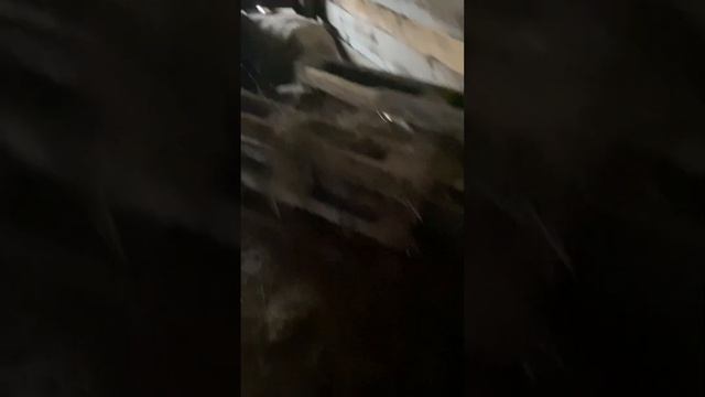 Мериноланшаф и помесные овцы с ягнятами смотреть онлайн