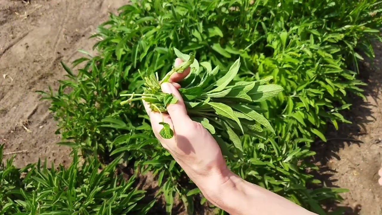 Шалфей из семян, посадка и уход, заготовка - мой опыт выращивания. Шалфей размножение семенами