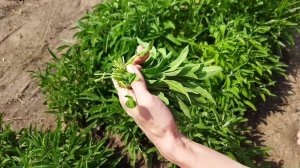 Шалфей из семян, посадка и уход, заготовка - мой опыт выращивания. Шалфей размножение семенами