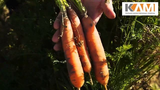 Морковь Назарет от Бейо Заден смотреть онлайн