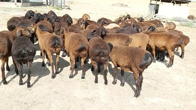 Гиссарскый овцы и ярки 2019 года К/Х Нурзода. Гиссарский бараны..