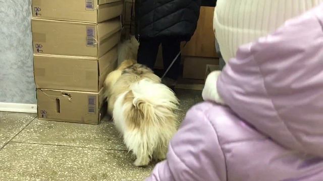 10.02.2023 год. Алиса на прогулке с мамой. @Alisa_Borodina смотреть онлайн