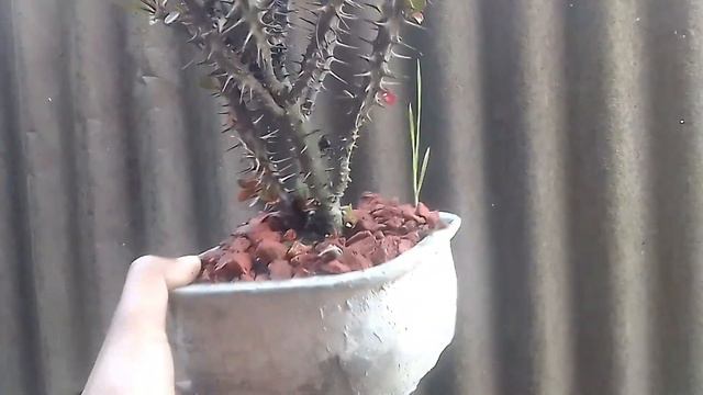 বিভিন্ন ধরনের বনসাই /Many Types Bonsai /banyan /Gardenia/Euphorbia Bonsai...