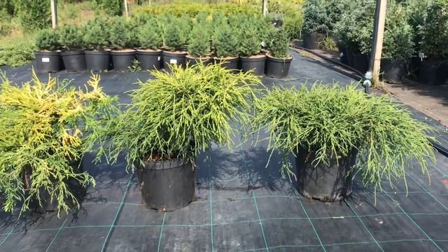 Кипарисовики горохоплідні - огляд 4 сортів смотреть онлайн