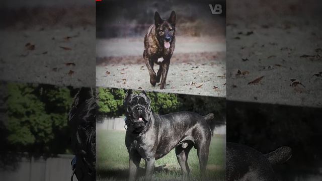 Only These Dog Breeds Are Better Than a Cane Corso смотреть онлайн