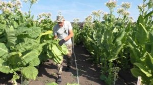 Уборка урожая Курительного Табака - сорт Вирджиния  Голд  Германия.