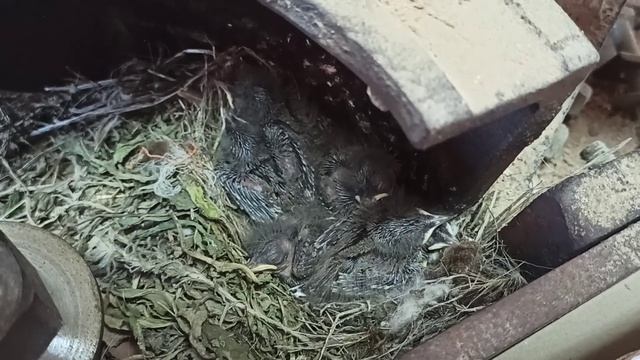 18.06.2021.ГНЕЗДО ТРЯСОГУЗКИ. WAGTAIL NEST. смотреть онлайн