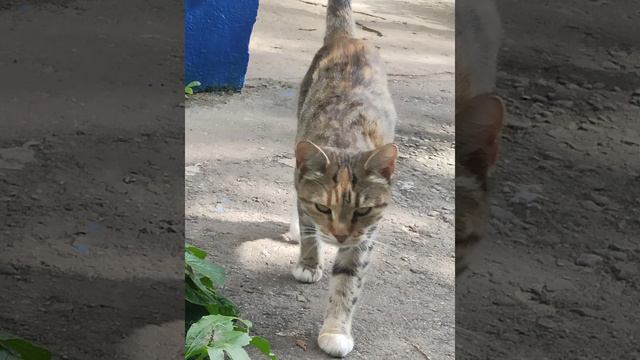 Я редактировала это видео)) смотреть онлайн