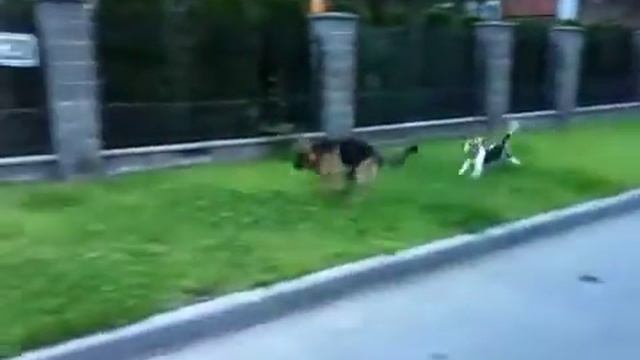 Летние приключения Честера смотреть онлайн