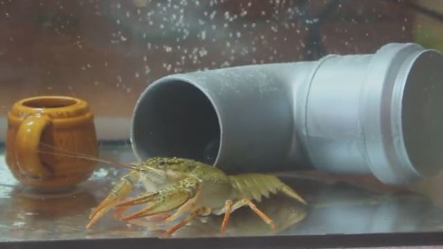 разведение раков в аквариуме смотреть онлайн