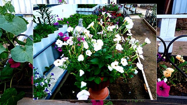 ЦВЕТНИК. 2019. ПЕТУНИЯ! смотреть онлайн