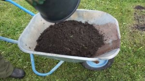 Посадка горной сосны