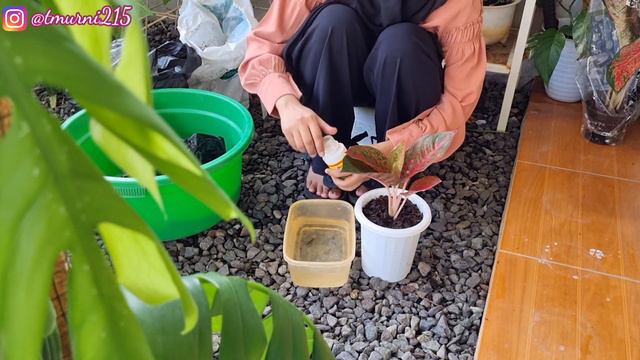 Unboxing Aglaonema Murah Di Taman Minimalis смотреть онлайн