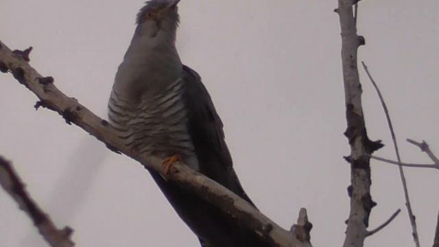 Рыбалка. Щука на живца. Рыбалка на щуку на поплавок 2020 смотреть онлайн