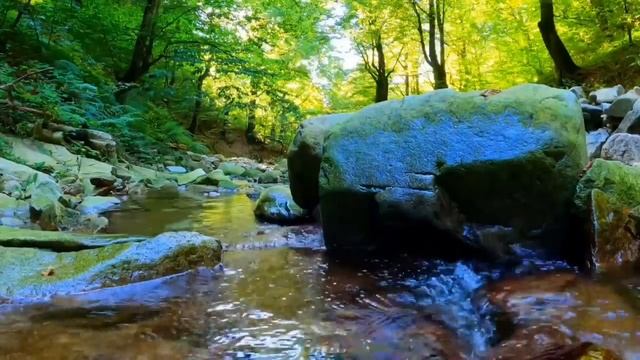 Шум реки в лесу пение птиц звуки природы смотреть онлайн