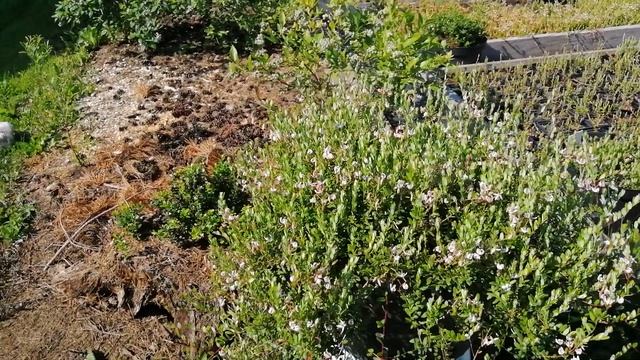 Клюква в небольшом объёме, 3 литра как с куста!!! смотреть онлайн