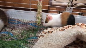 Наша морская свинка Жорик / Хейлит у морской свинки