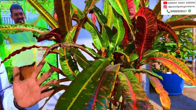 मात्र 2 मुठी में कीमती Indoor Plants को हरा भरा कर बचाया ठण्ड से || Indoor Plants taking care смотреть онлайн