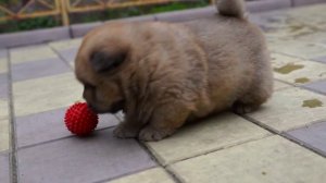 Щенки Чау-чау. Питомник "Bella Chow" г. Белореченкск