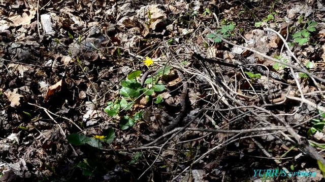 Крымский уж в лесу. смотреть онлайн