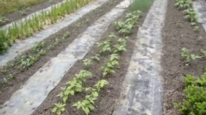Как сделать дорожки в огороде - Ленивый огород