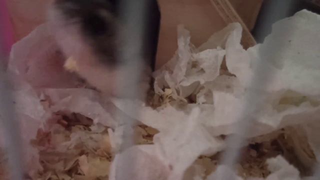 даю хомякам семечки 🍉 смотреть онлайн