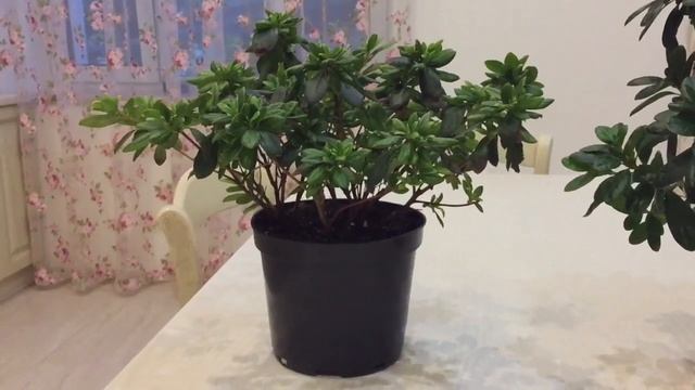 Моя азалия год спустя после полной замены грунта. смотреть онлайн