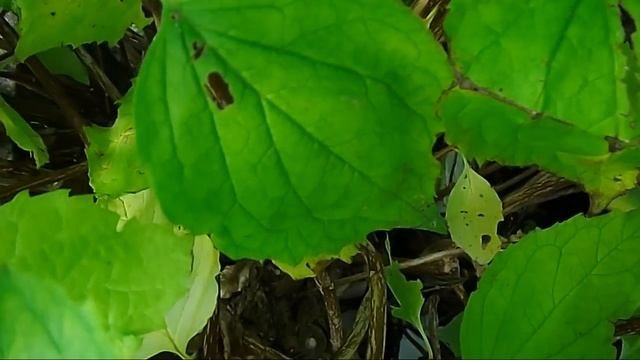 FujiFilm HD Test смотреть онлайн