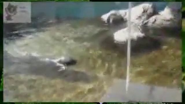 Животные приколы Так кто же прячется в холодильнике смотреть онлайн