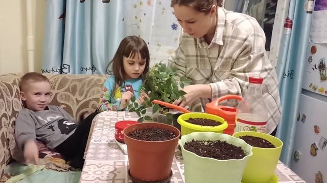 Пересаживаем розу Кордану, купленную за 100 рублей смотреть онлайн