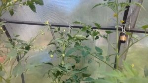 Обзор томата Бурракерские любимцы